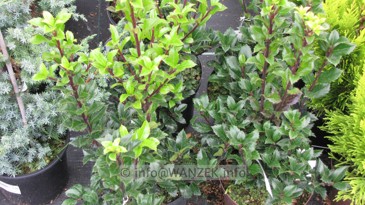 Ilex meserveae Heckenstar 01.JPG